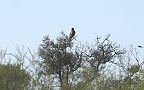 04-Wedged Tail Eagle rests in a tree on the Tanami